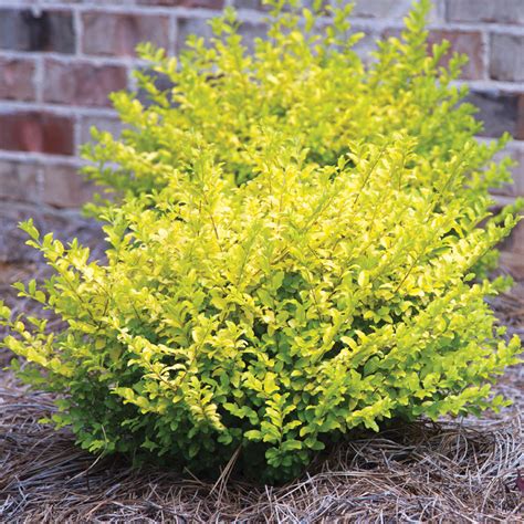 Shrub .